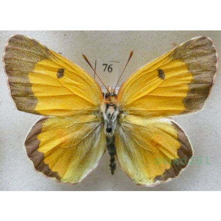 Colias croceus (Geoffroy, 1785) male Szlaczkoń sylwetnik Czech76